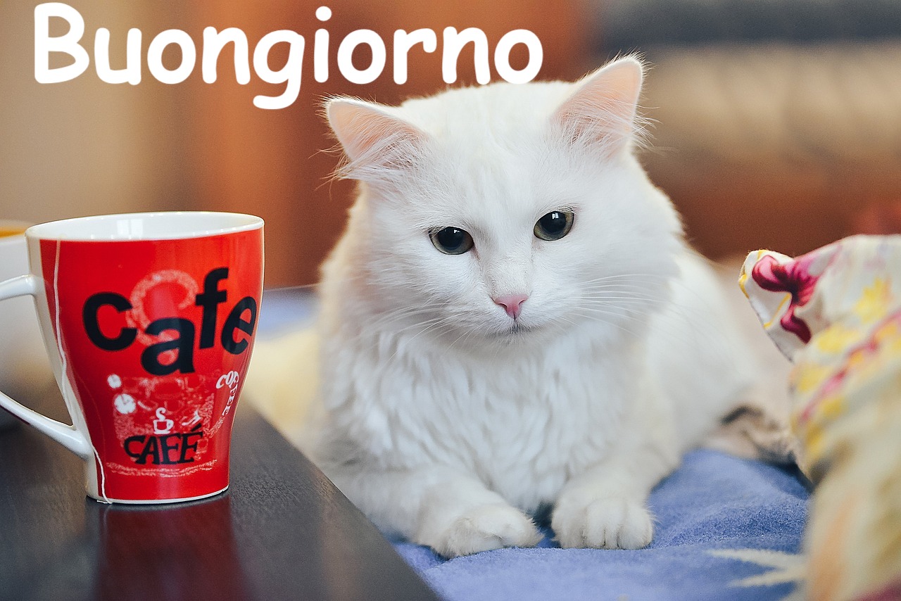  gatto seduto vicino ad una tazza di caffè
